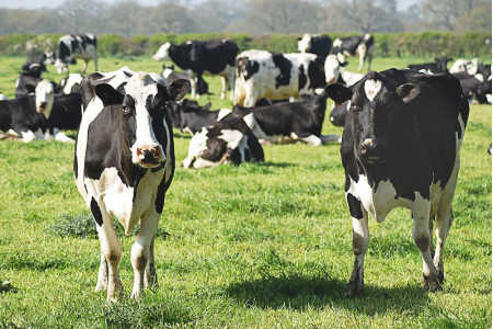 cattle products