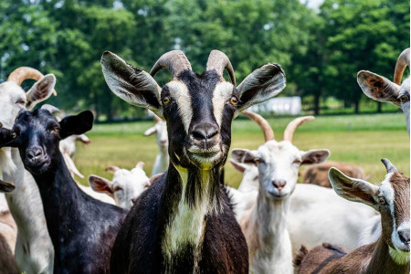 Veterinary products for goats