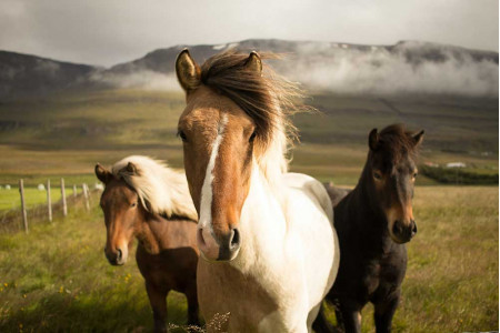 Veterinary products for horses