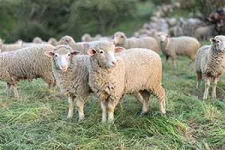 Veterinary products for sheep